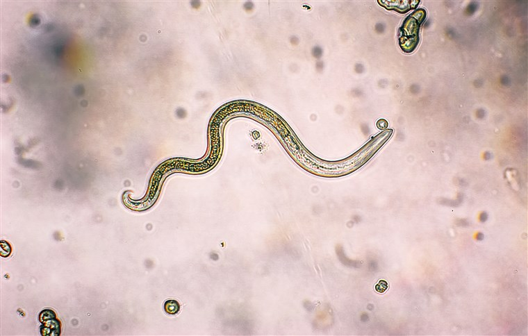 Les Parasites Film Entier Regarder Parasite 2020 Film Complet Streaming VF En Vostfr
